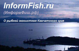 Портал об уникальной рыбной экосистеме Камчатского края