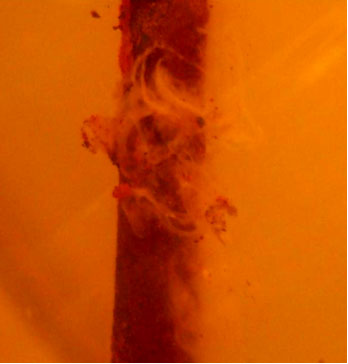 Биообрастание на поверхности образца трубы в ацетатном хладоносителе